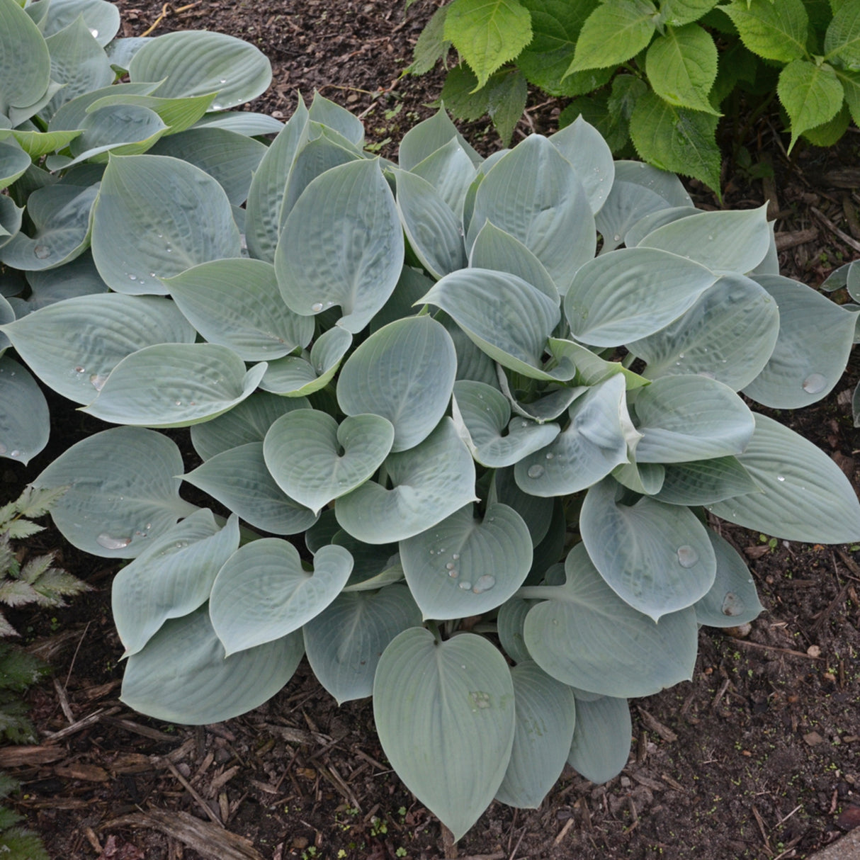 Prairie Sky Hosta PP17309