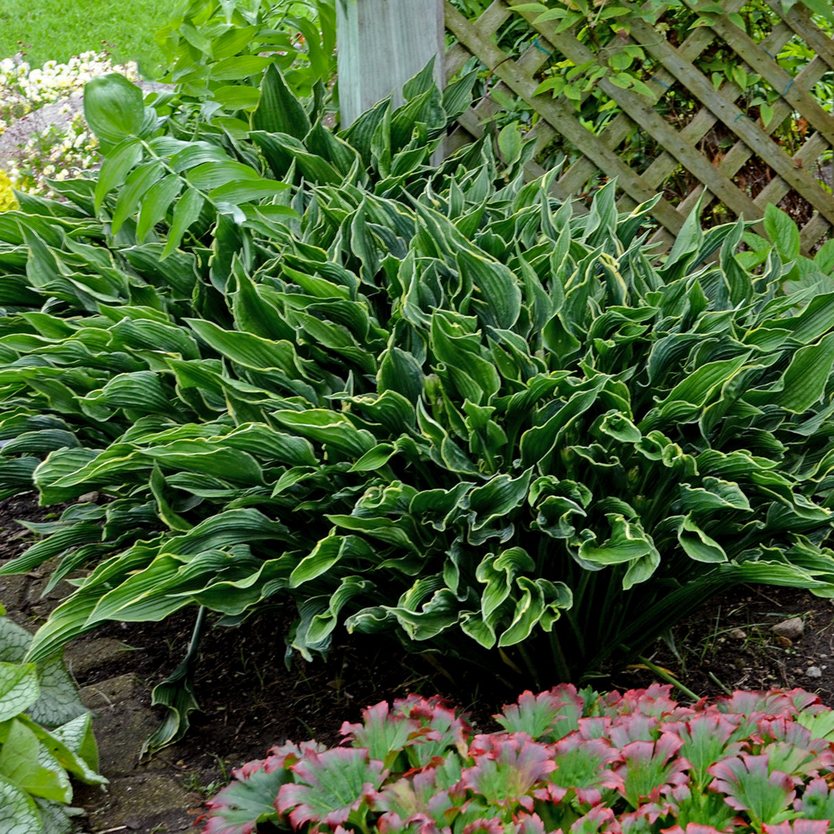 Praying Hands Hosta