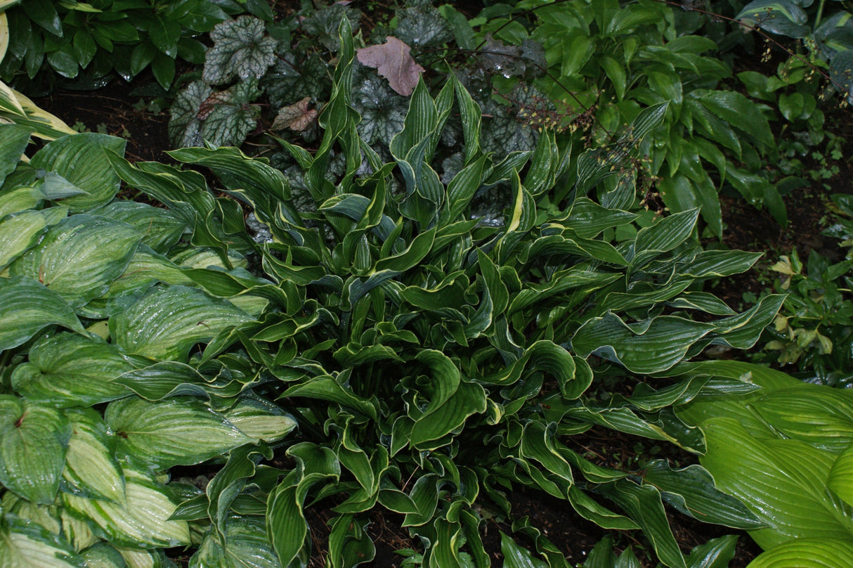 Praying Hands Hosta