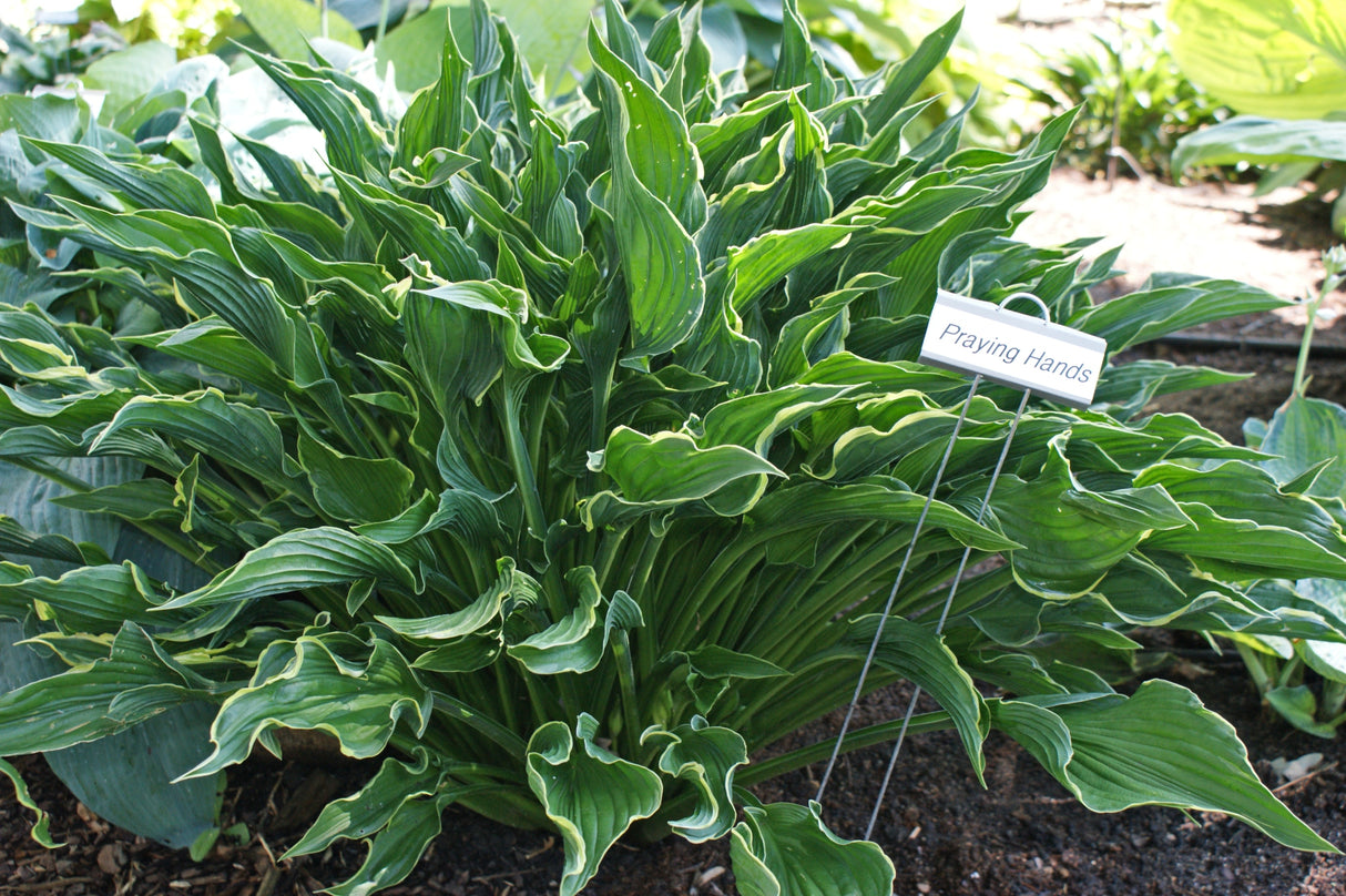 Praying Hands Hosta