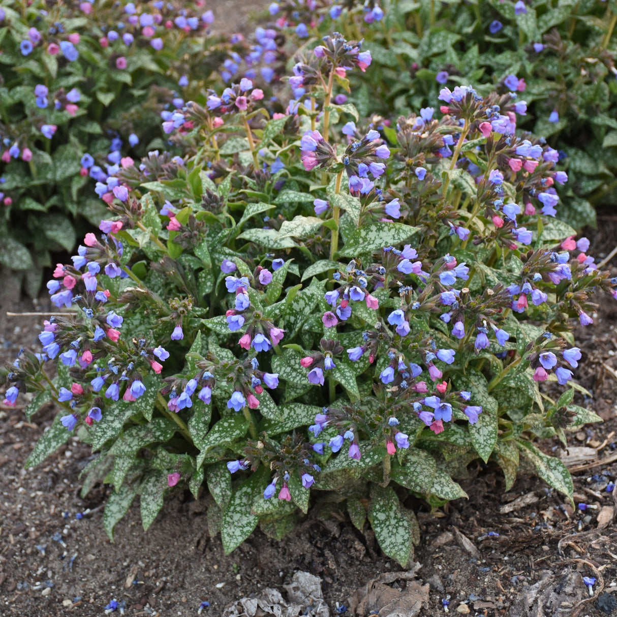 Pulmonaria 'Pink-a-Blue' PP35232