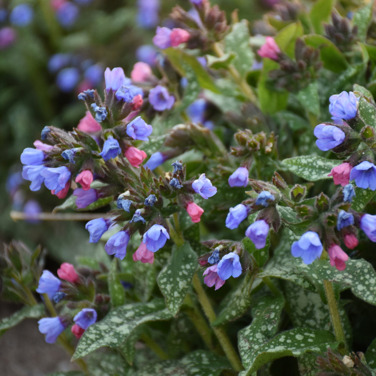 Pulmonaria 'Pink-a-Blue' PP35232