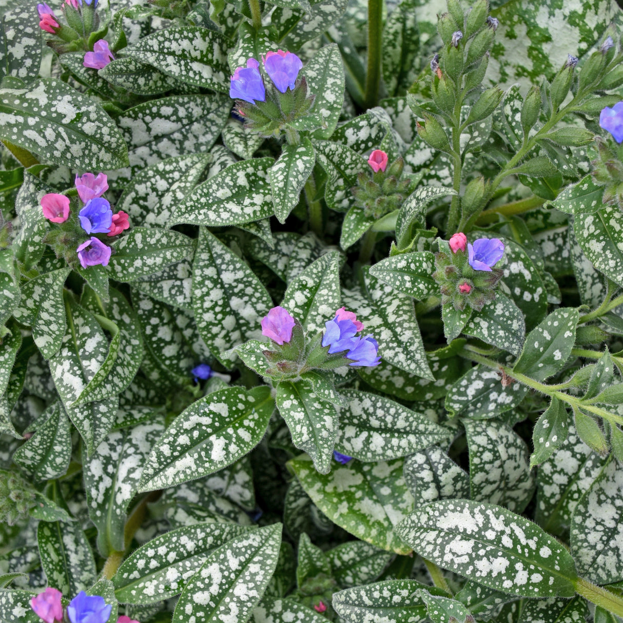 Pulmonaria 'Pink-a-Blue' PP35232