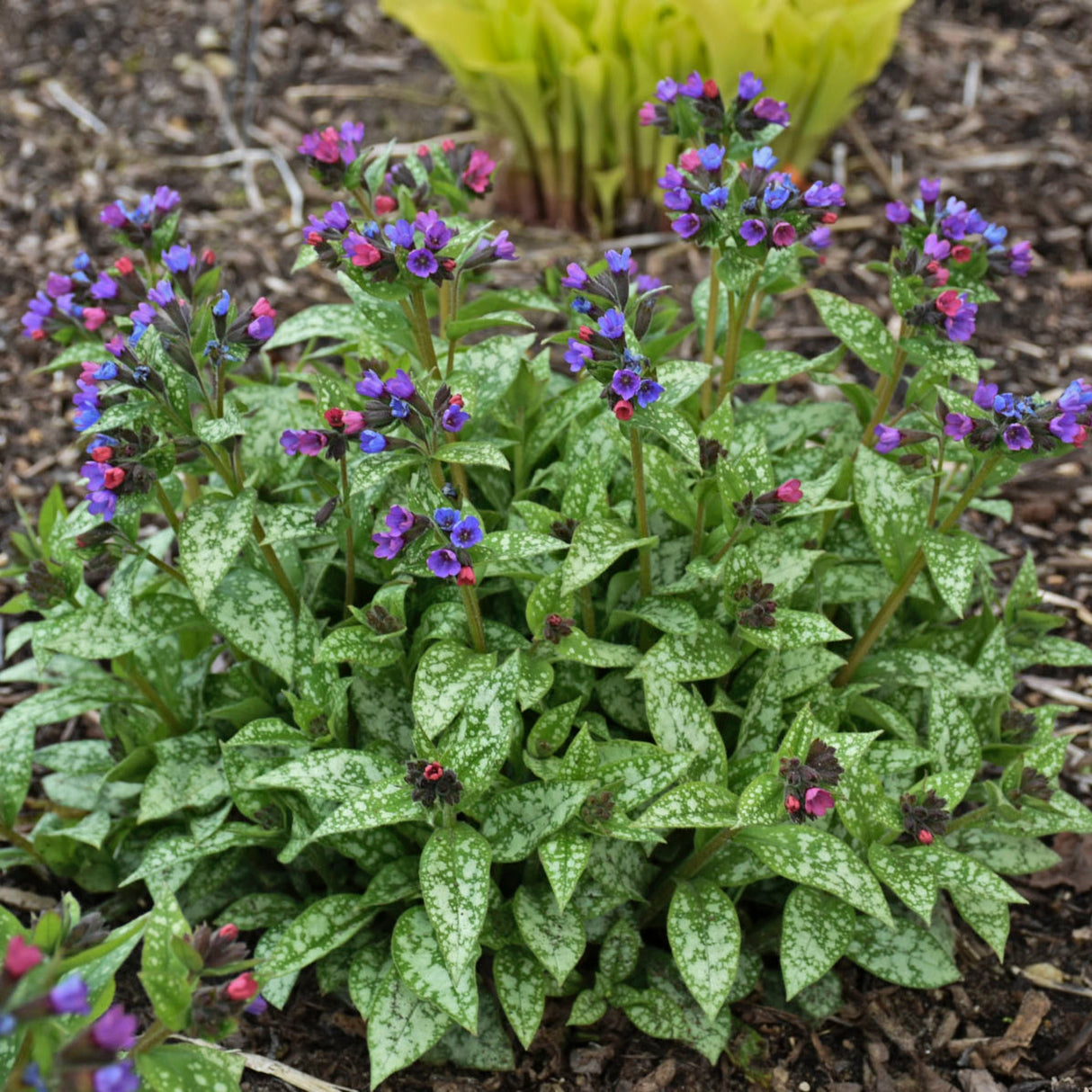 Pulmonaria 'Spot On' PP33063