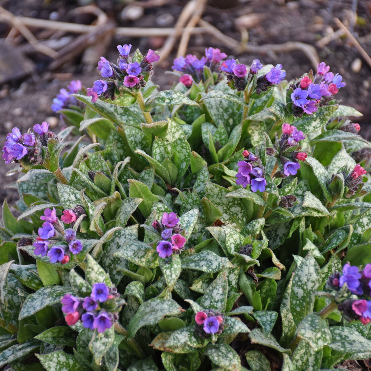 Pulmonaria 'Spot On' PP33063