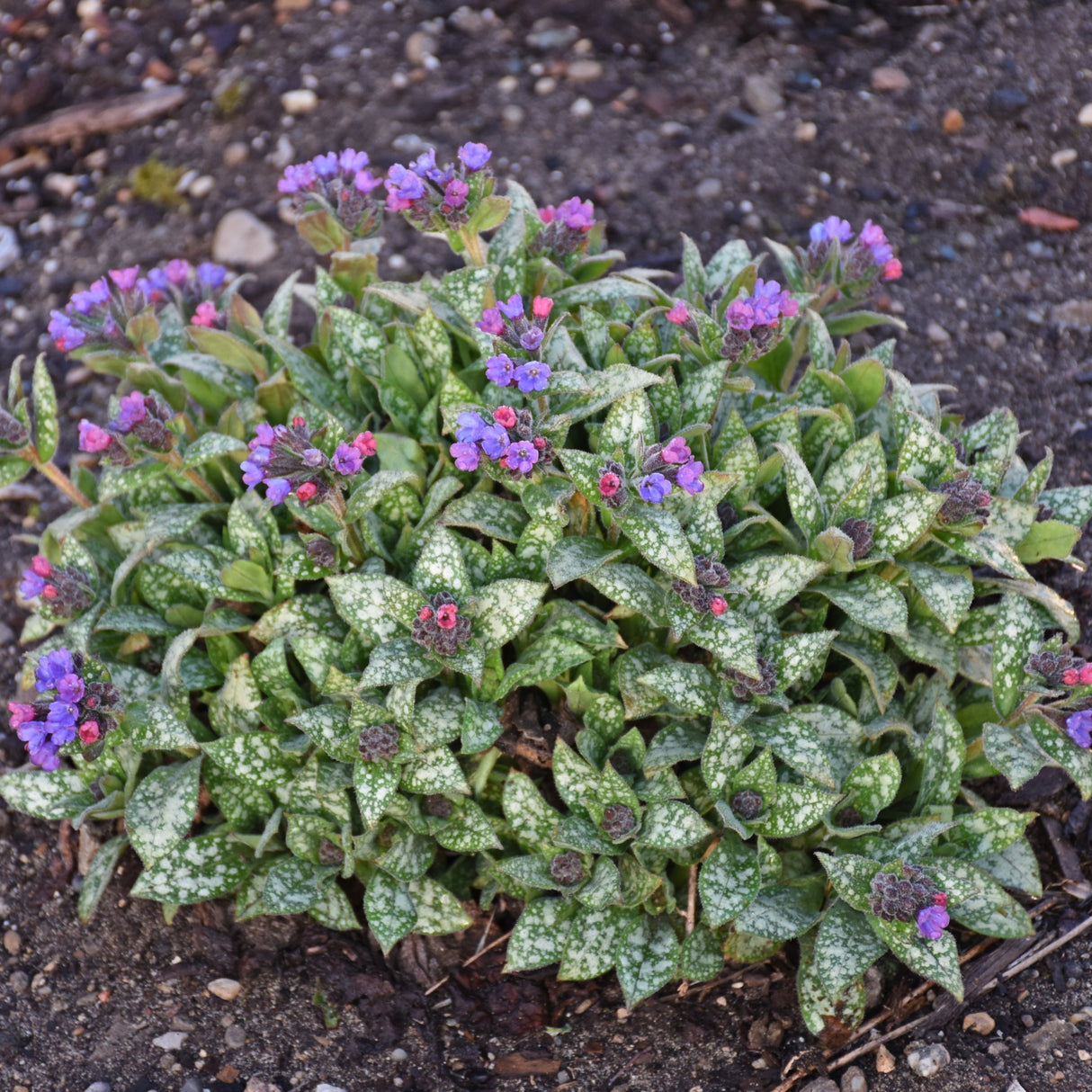 Pulmonaria 'Spot On' PP33063