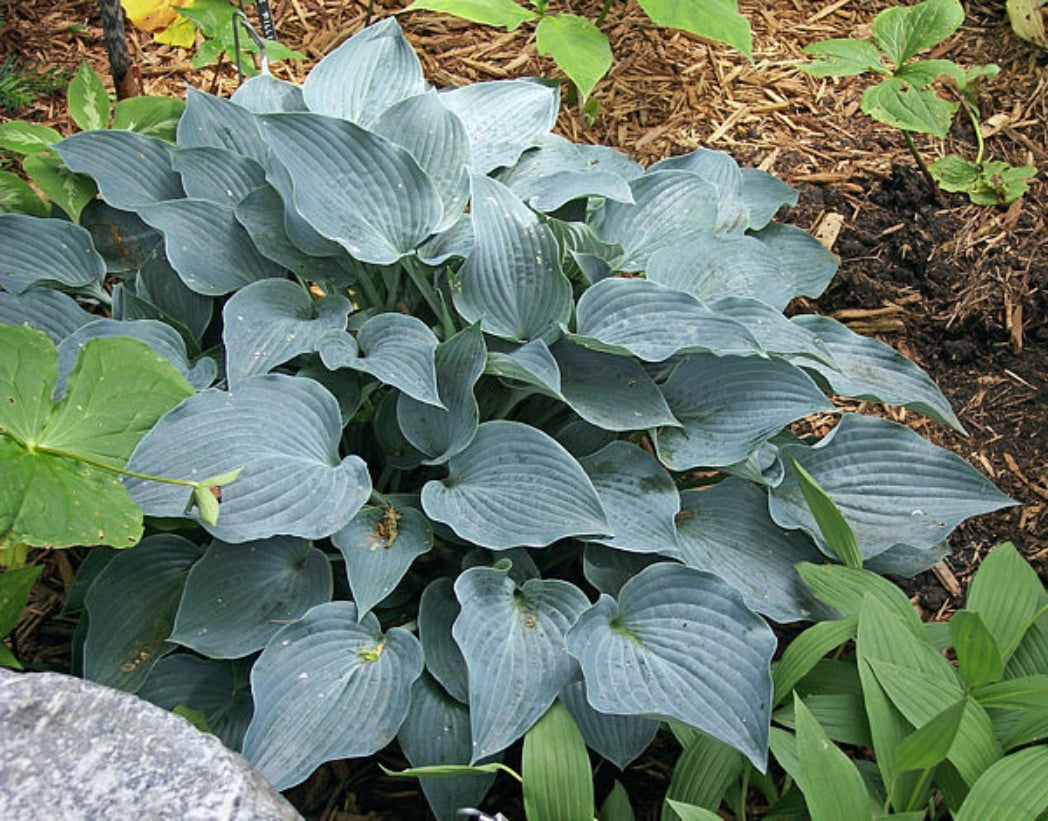 Purple Verticulated Elf Hosta