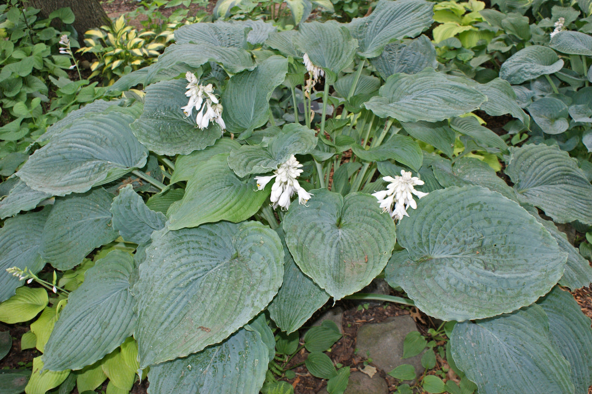 Queen of the Seas Hosta