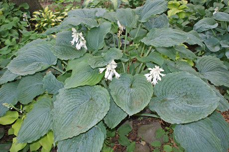 Queen of the Seas Hosta