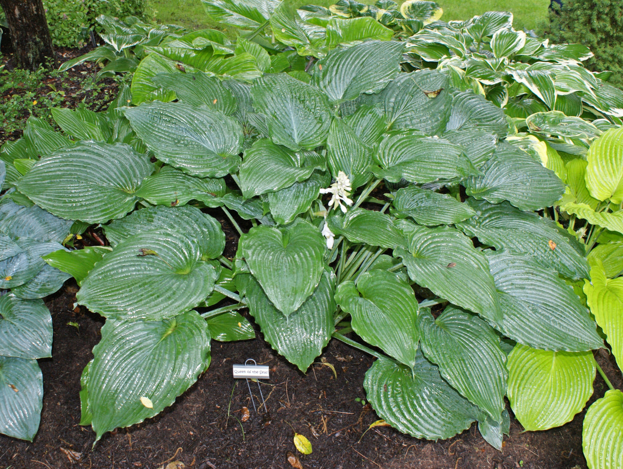 Queen of the Seas Hosta - 4.5 Inch Container