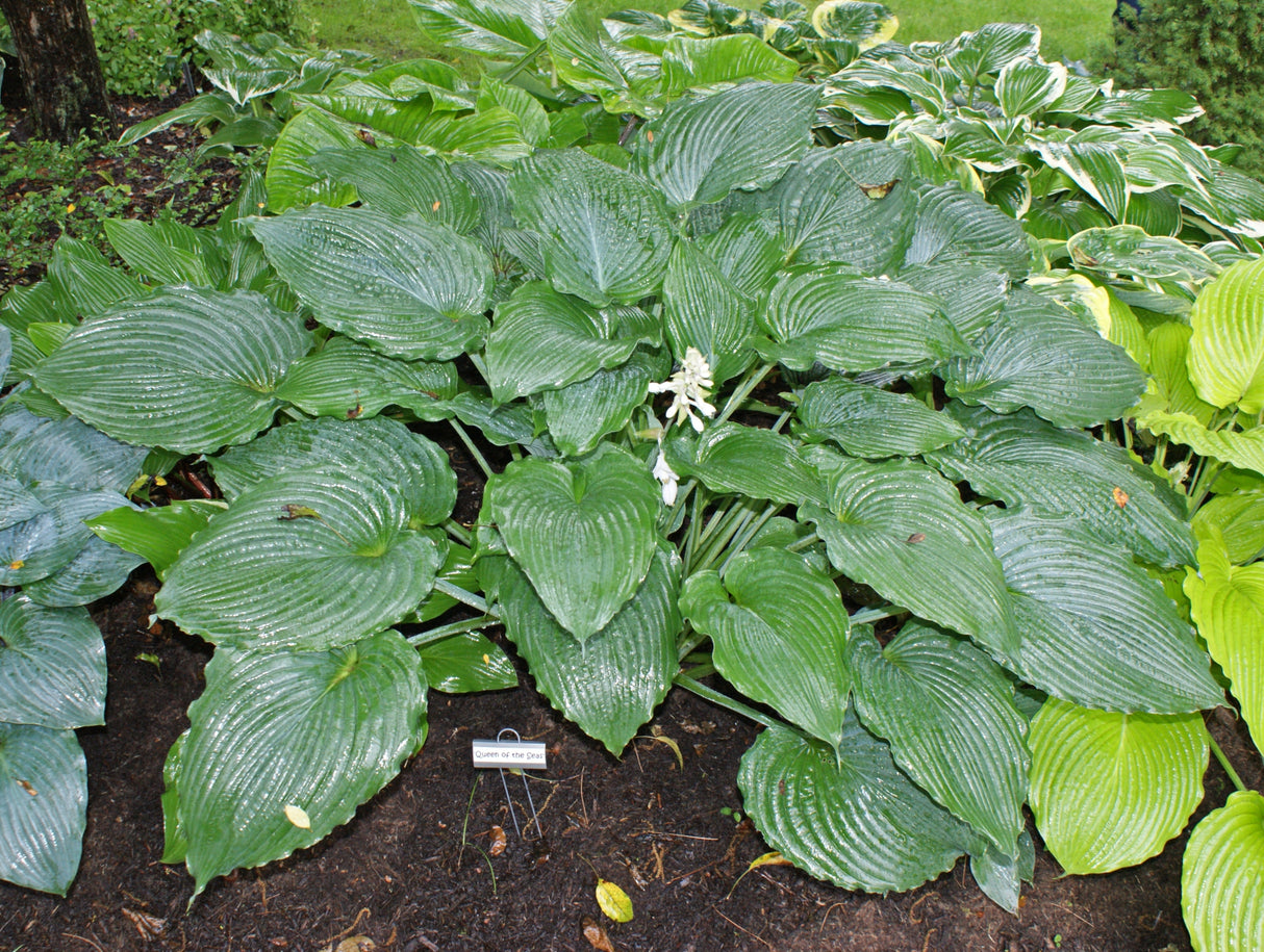 Queen of the Seas Hosta