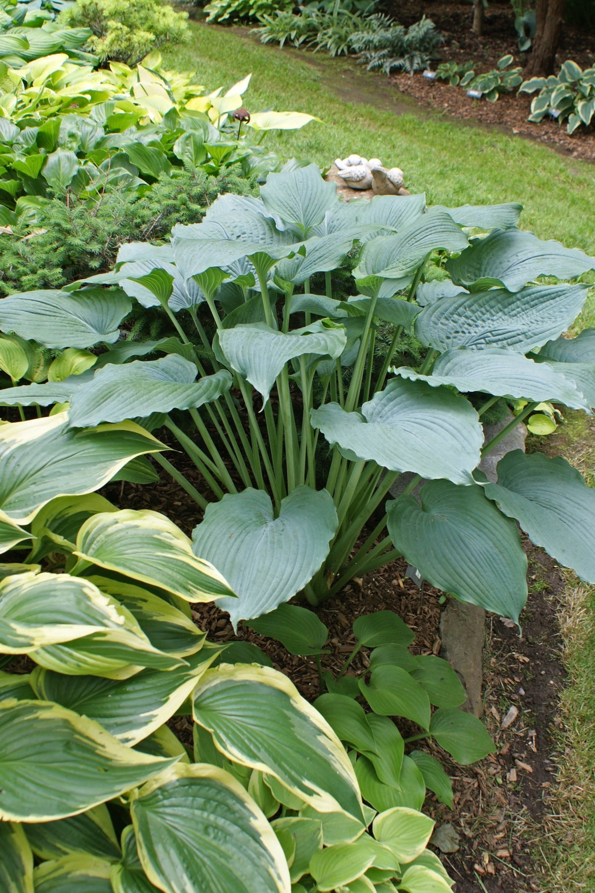 Queen of the Seas Hosta - 4.5 Inch Container