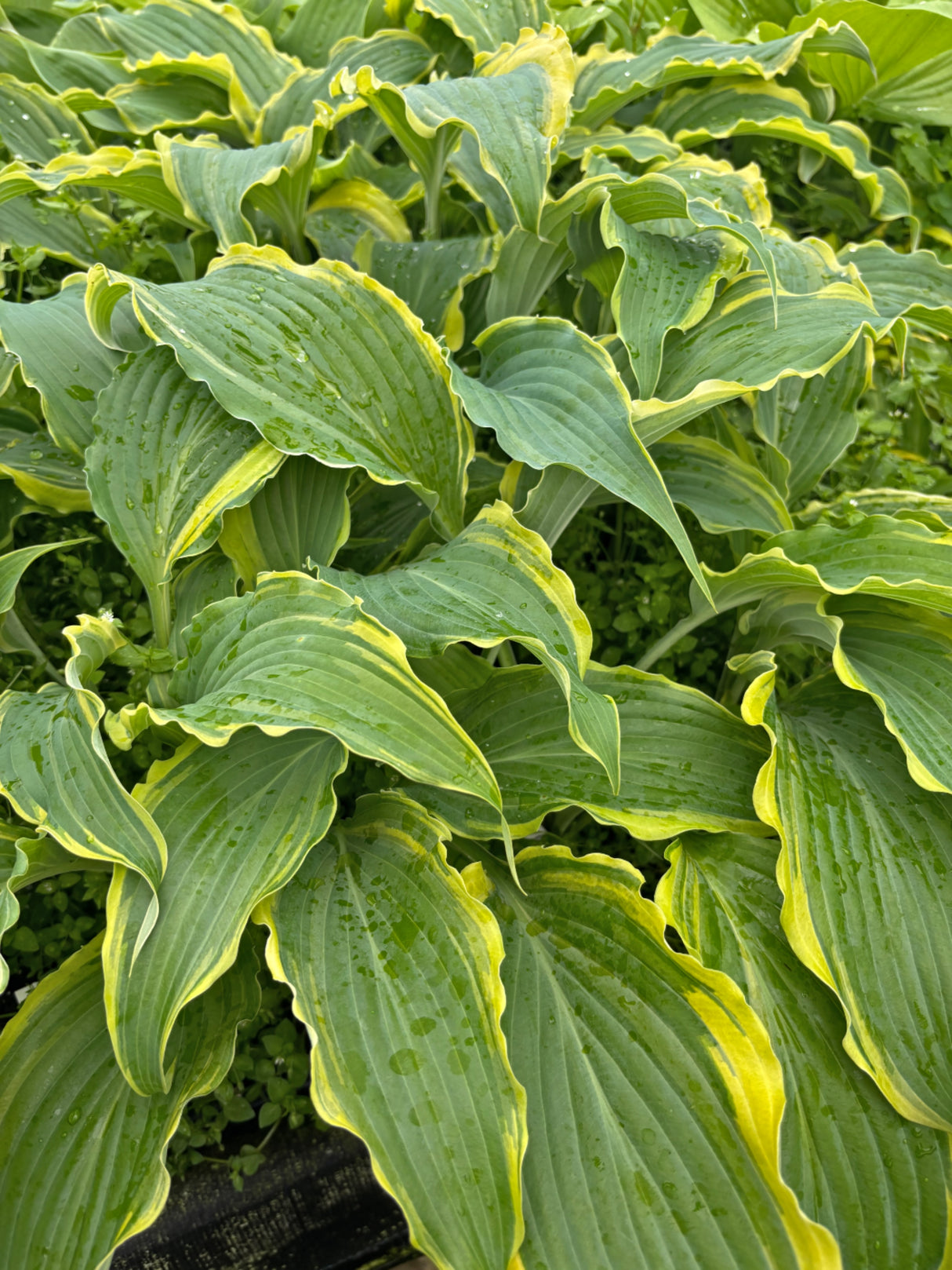 Quicksand Hosta