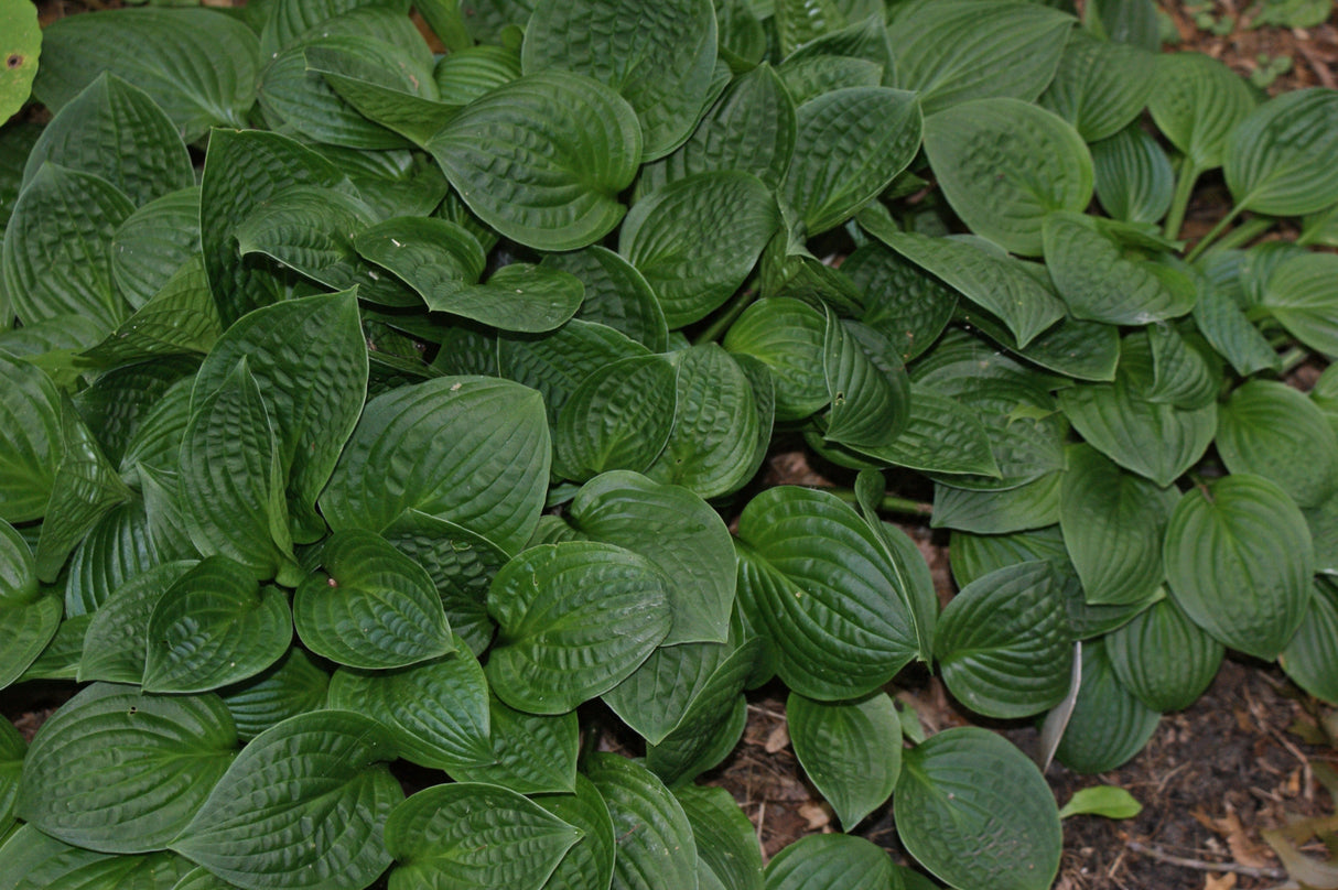 Quilting Bee Hosta