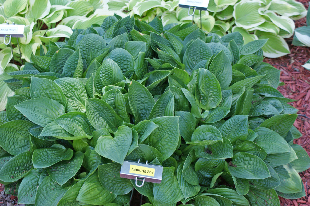 Quilting Bee Hosta