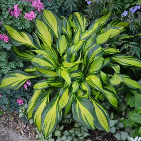 Rainbow's End Hosta PP17251