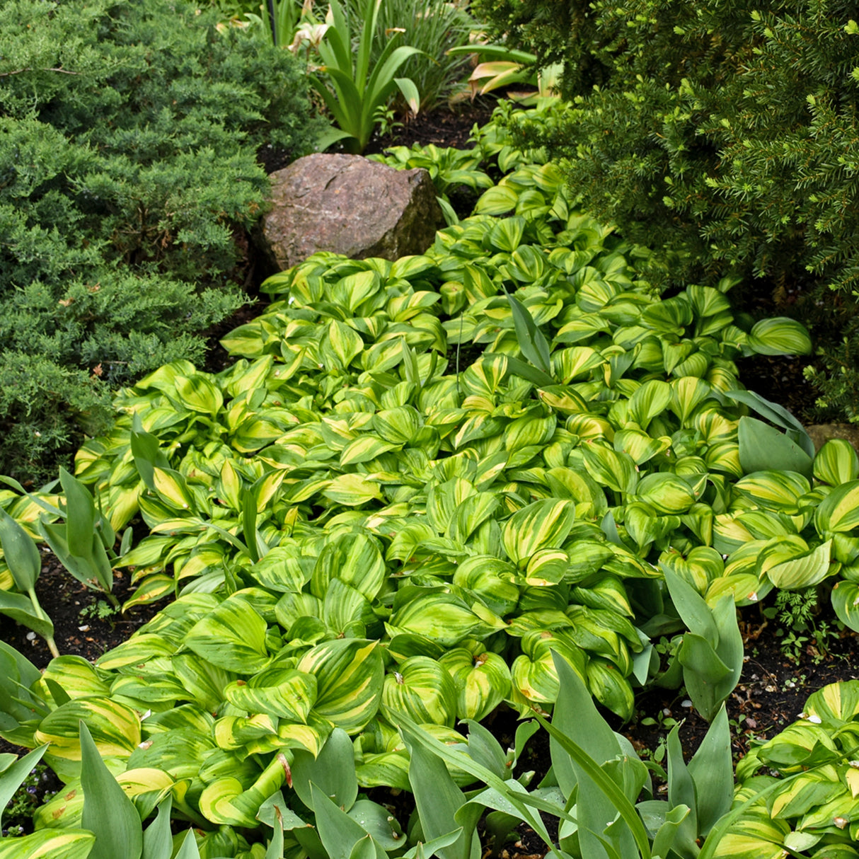 Rainbow's End Hosta PP17251