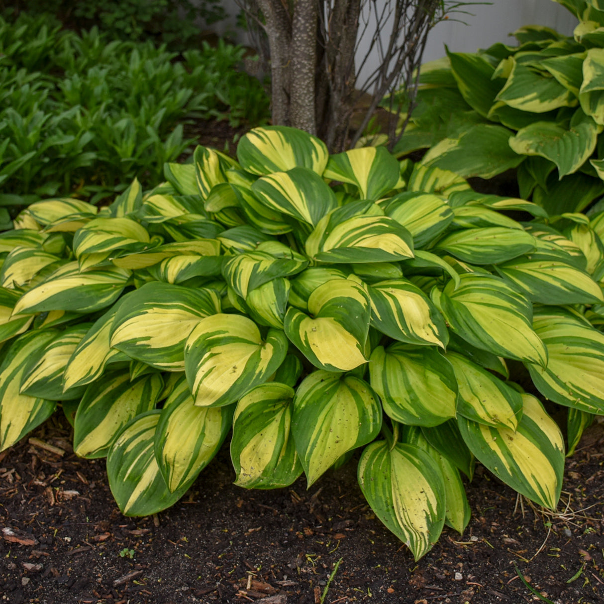 Rainbow's End Hosta PP17251