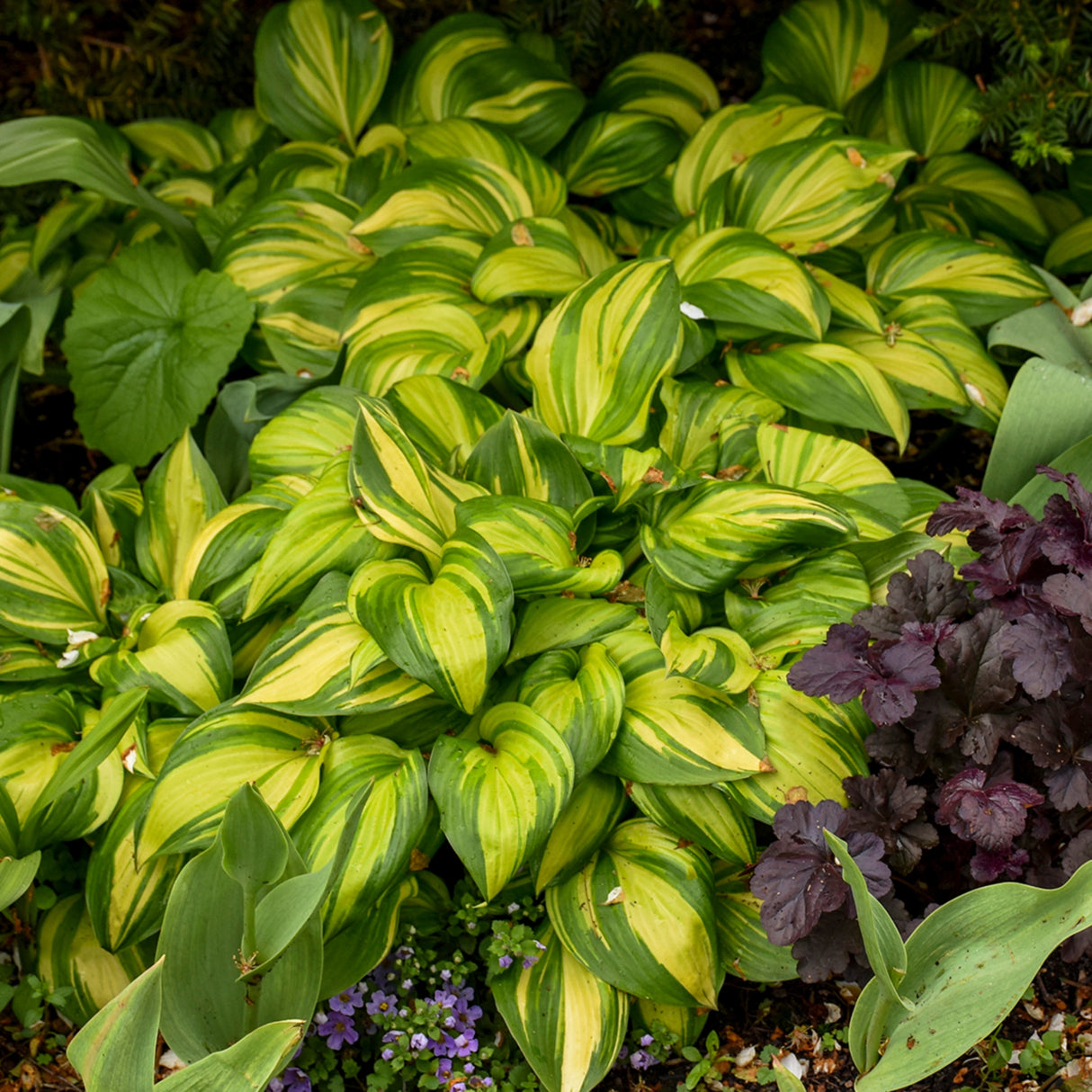 Rainbow's End Hosta PP17251