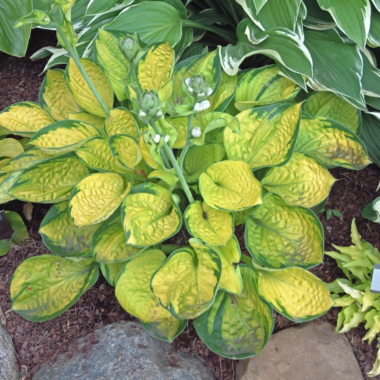 Rainforest Sunrise Hosta