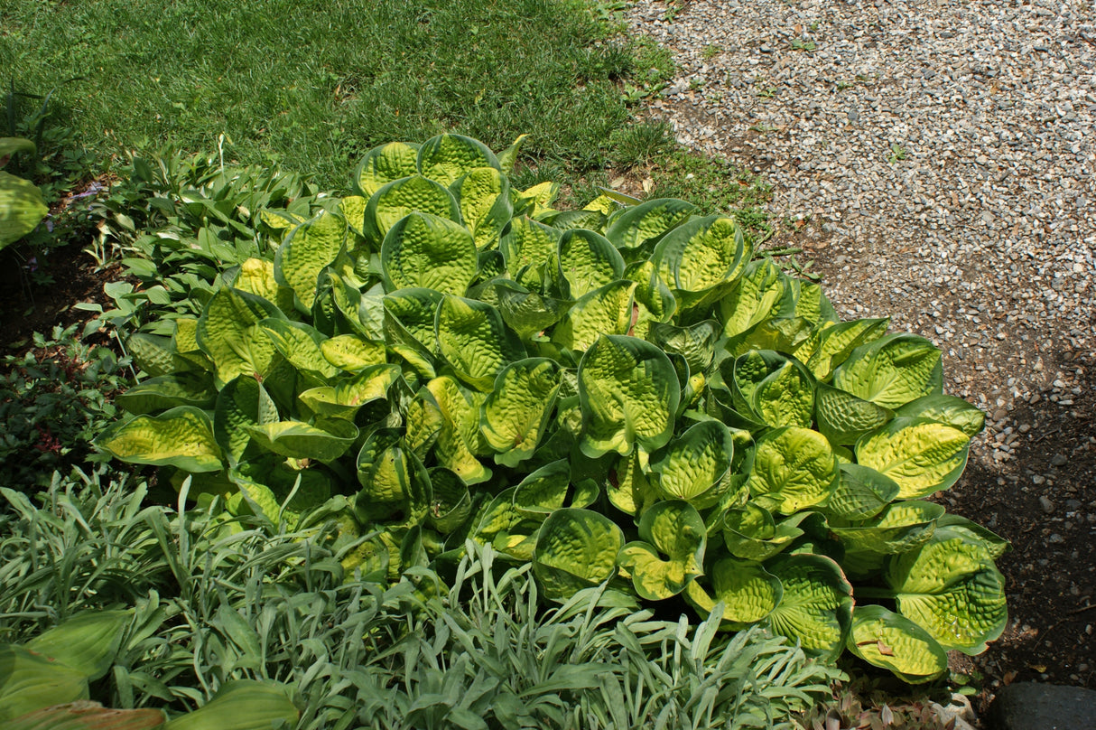 Rainforest Sunrise Hosta