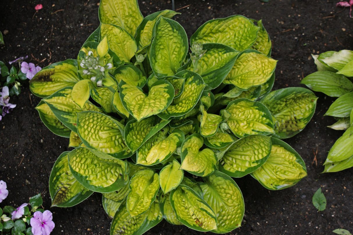 Rainforest Sunrise Hosta