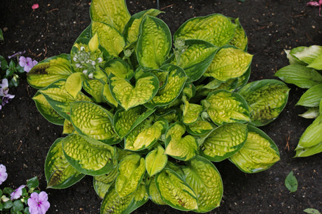 Rainforest Sunrise Hosta