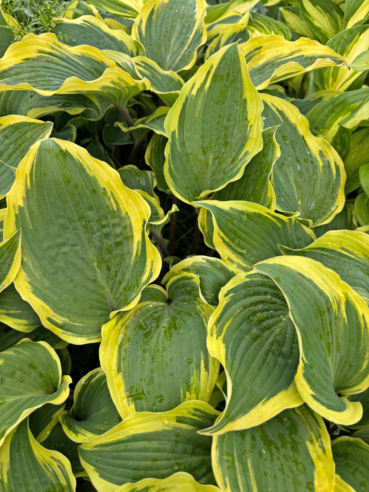 Ramble On Hosta