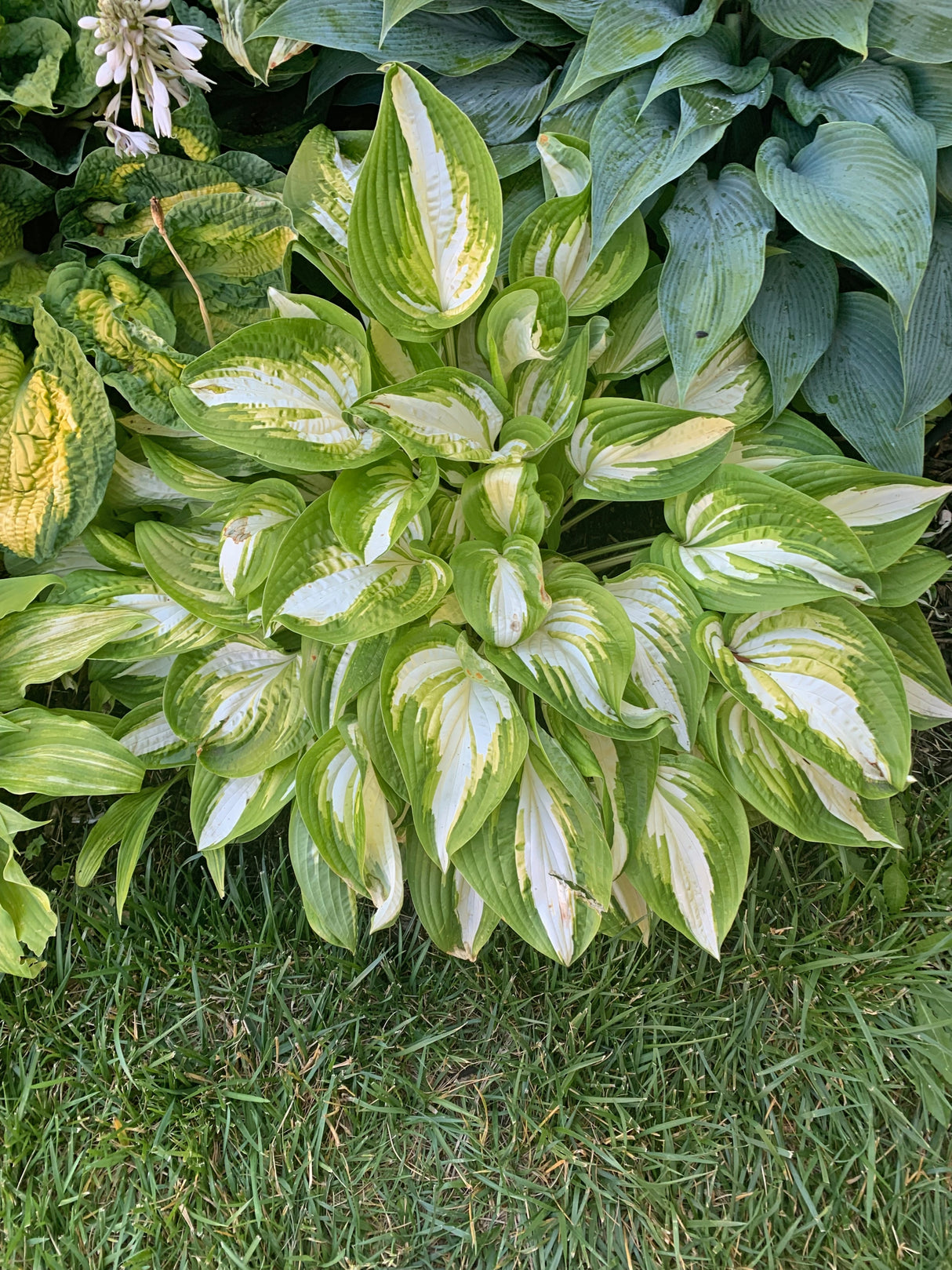 Rare Breed Hosta