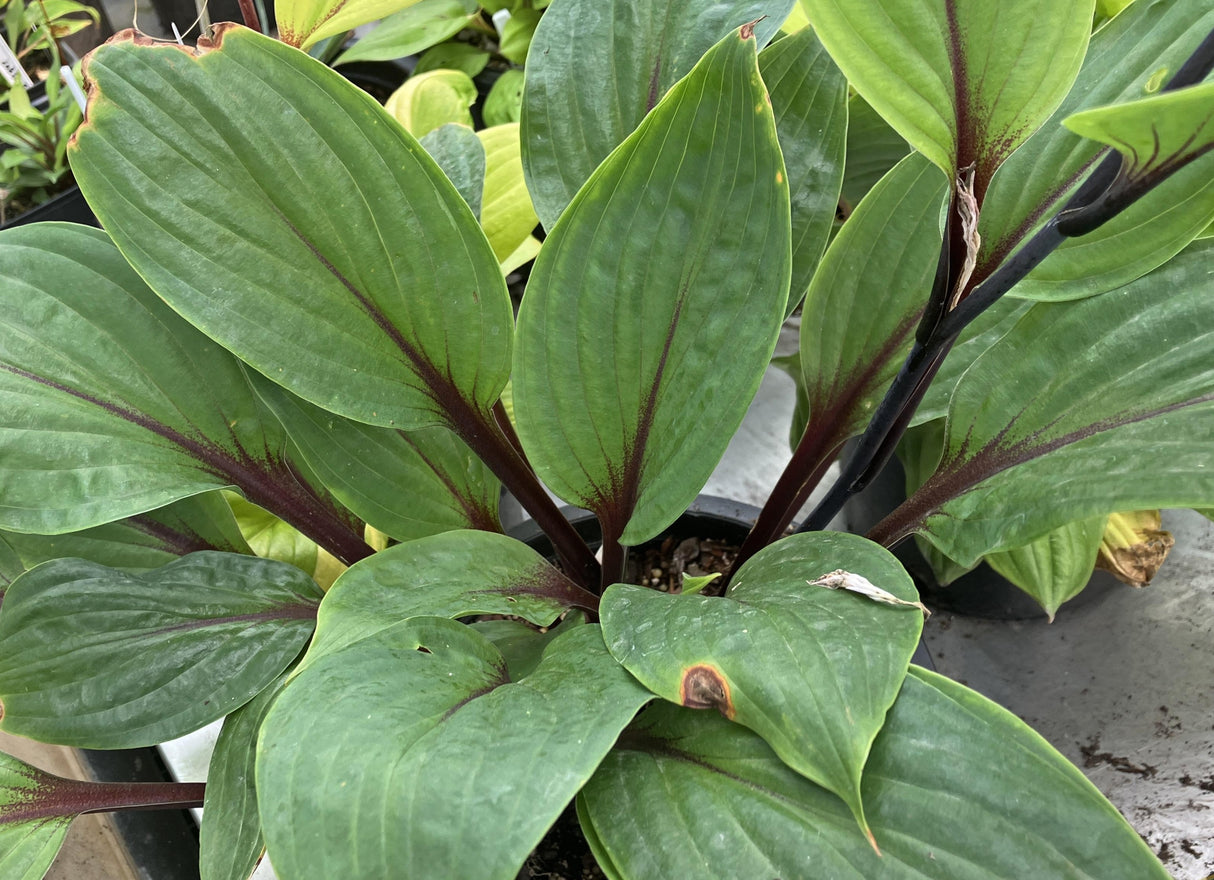 Red Sky at Night Hosta