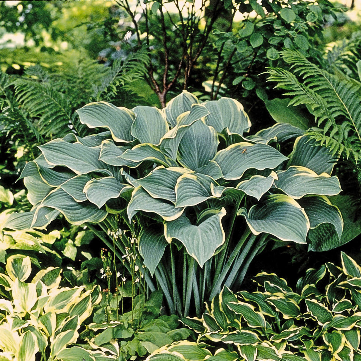 Regal Splendor Hosta