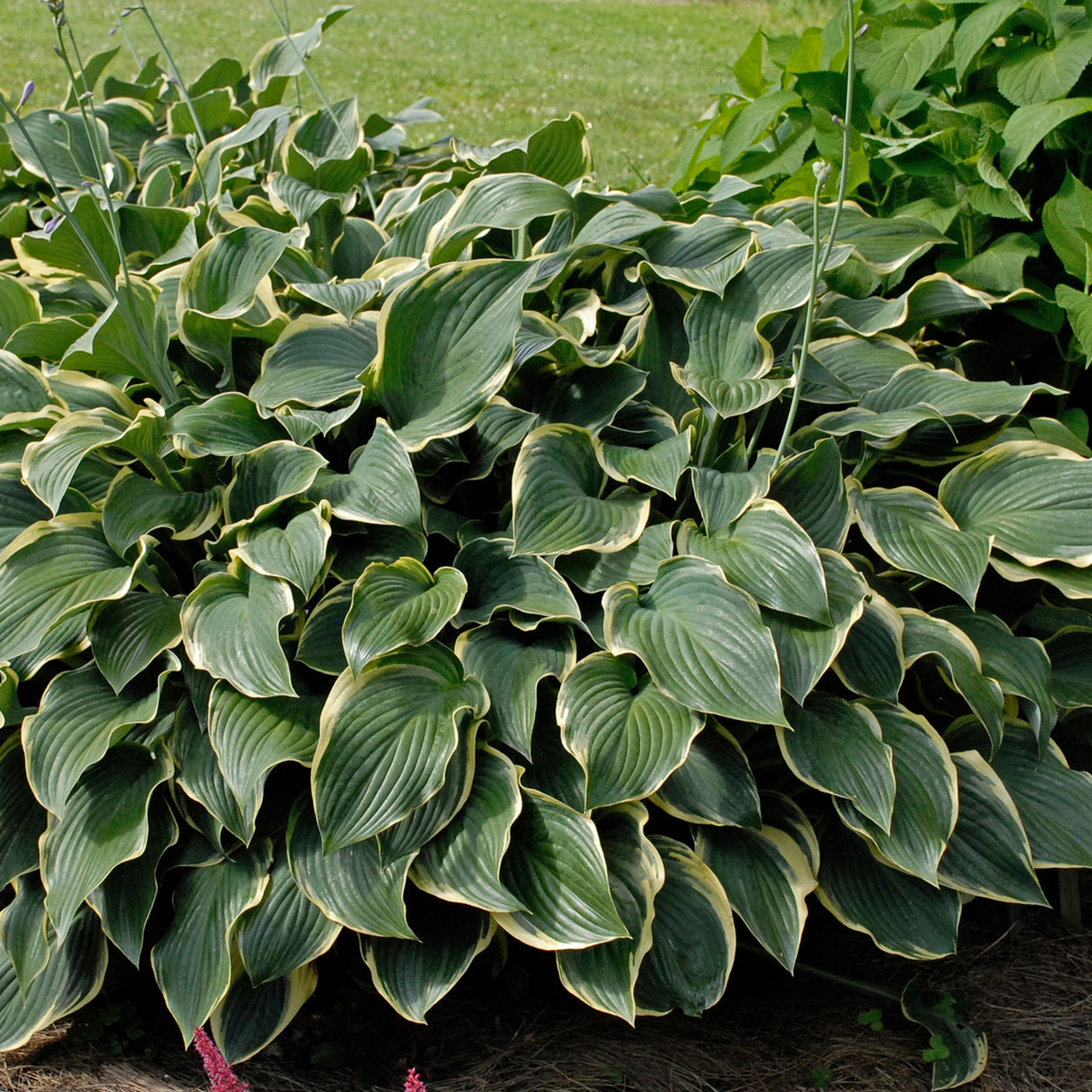 Regal Splendor Hosta