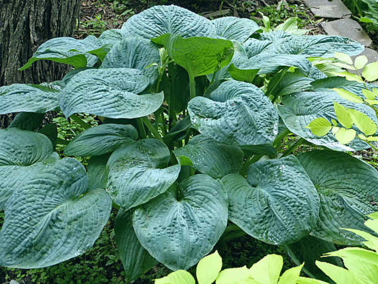 Rembrandt Blue Hosta
