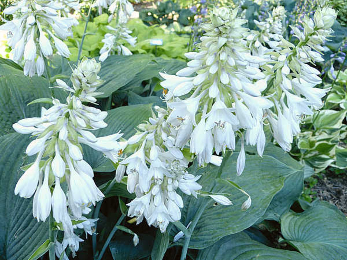 Rembrandt Blue Hosta