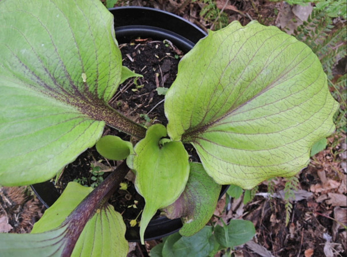 Rikishi Hosta