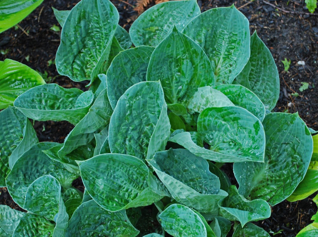 Ripped Hosta