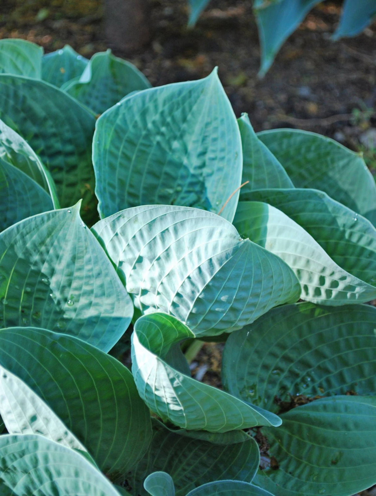 Ripped Hosta