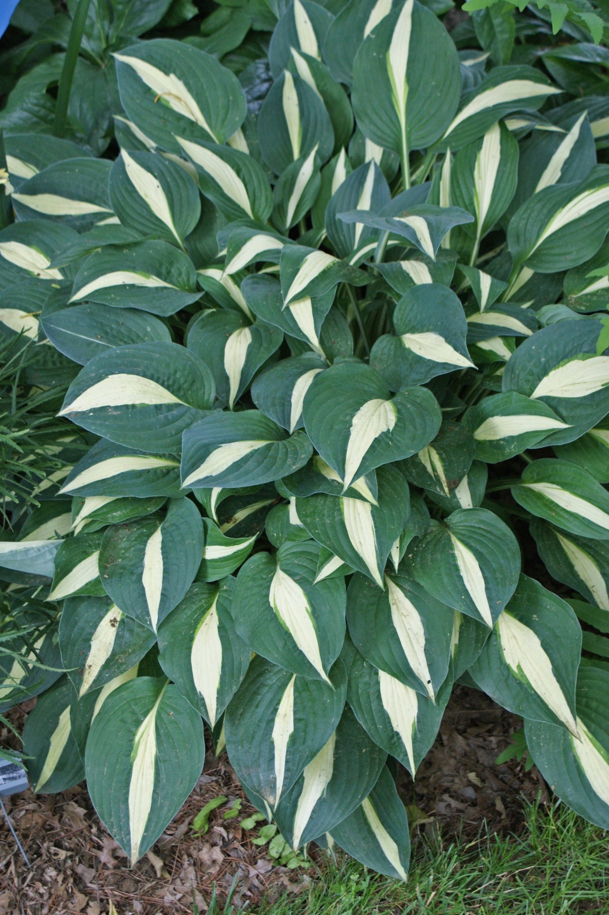 Risky Business Hosta