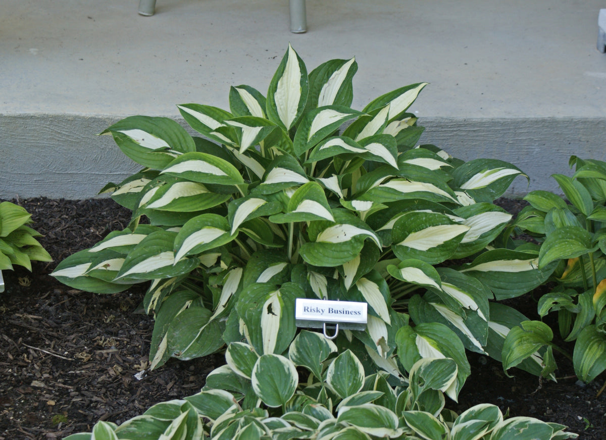 Risky Business Hosta