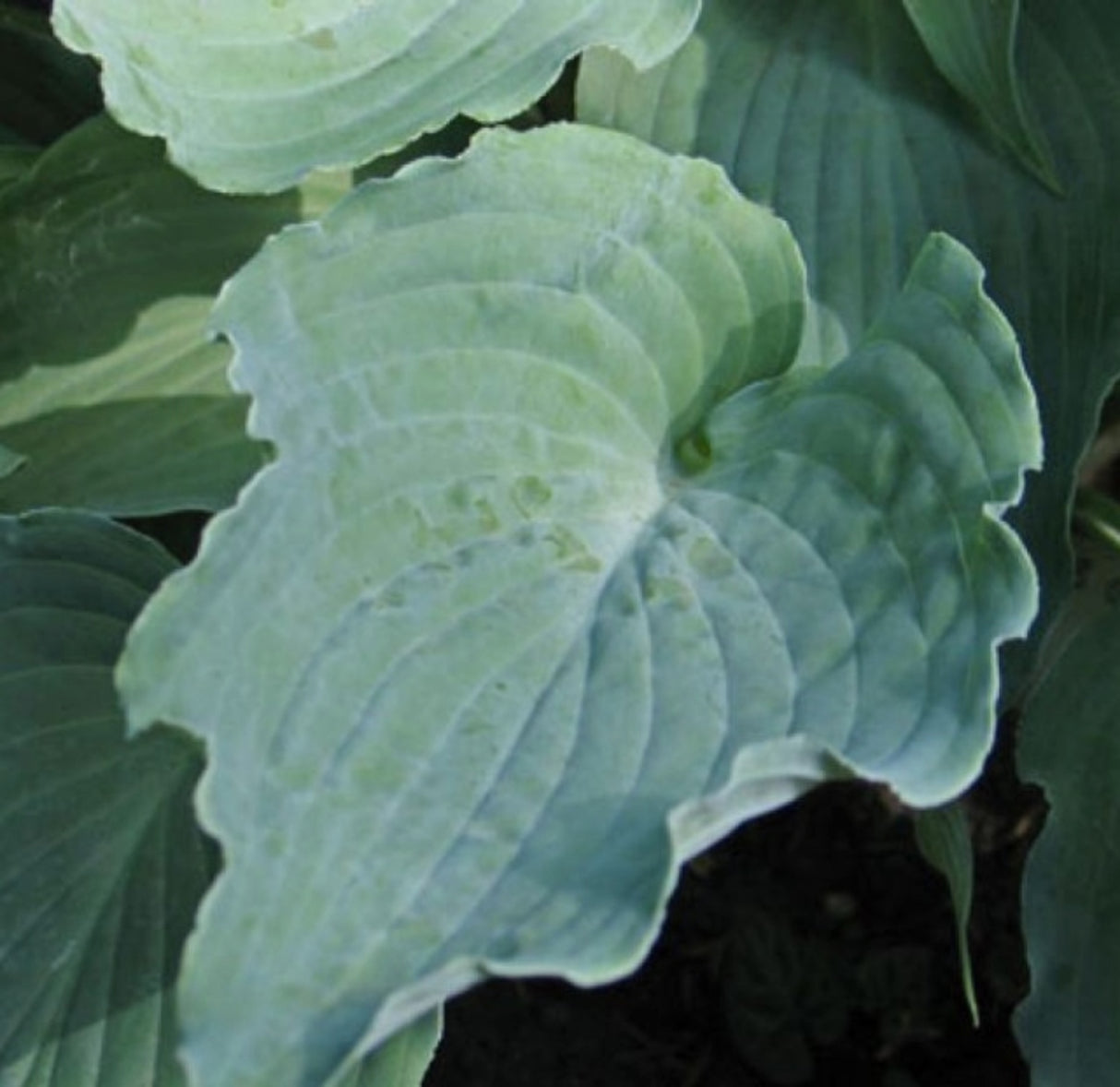 River Dance Hosta