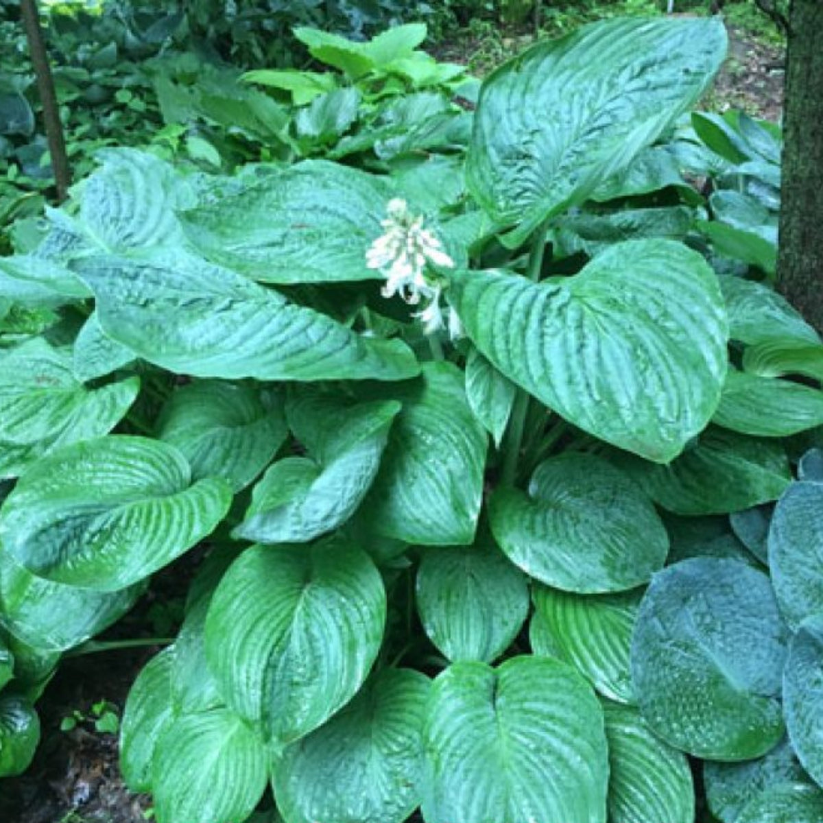 Riverboat Queen Hosta 4.5 Inch Container (NEW For 2022!) NH Hostas