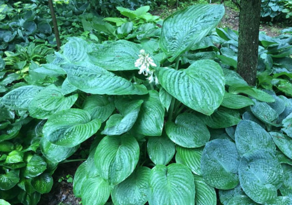 Riverboat Queen Hosta