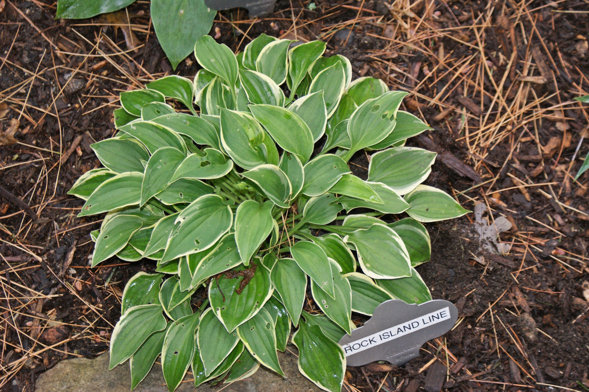 Rock Island Line Hosta