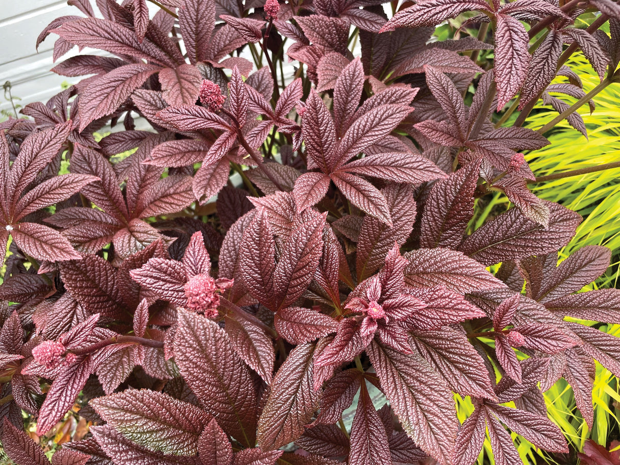 Rodgersia ‘Bronze Peacock’