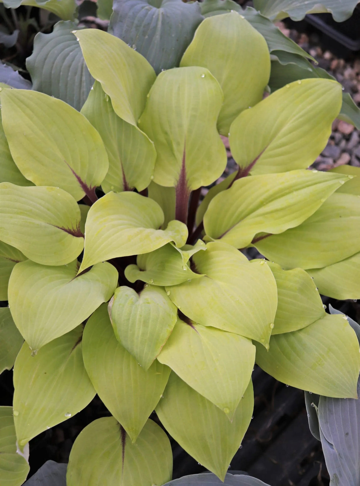 Rough Lemon Hosta