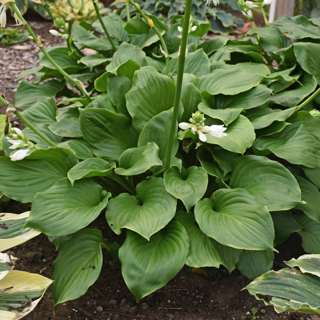 Royal Crest Hosta PP32067