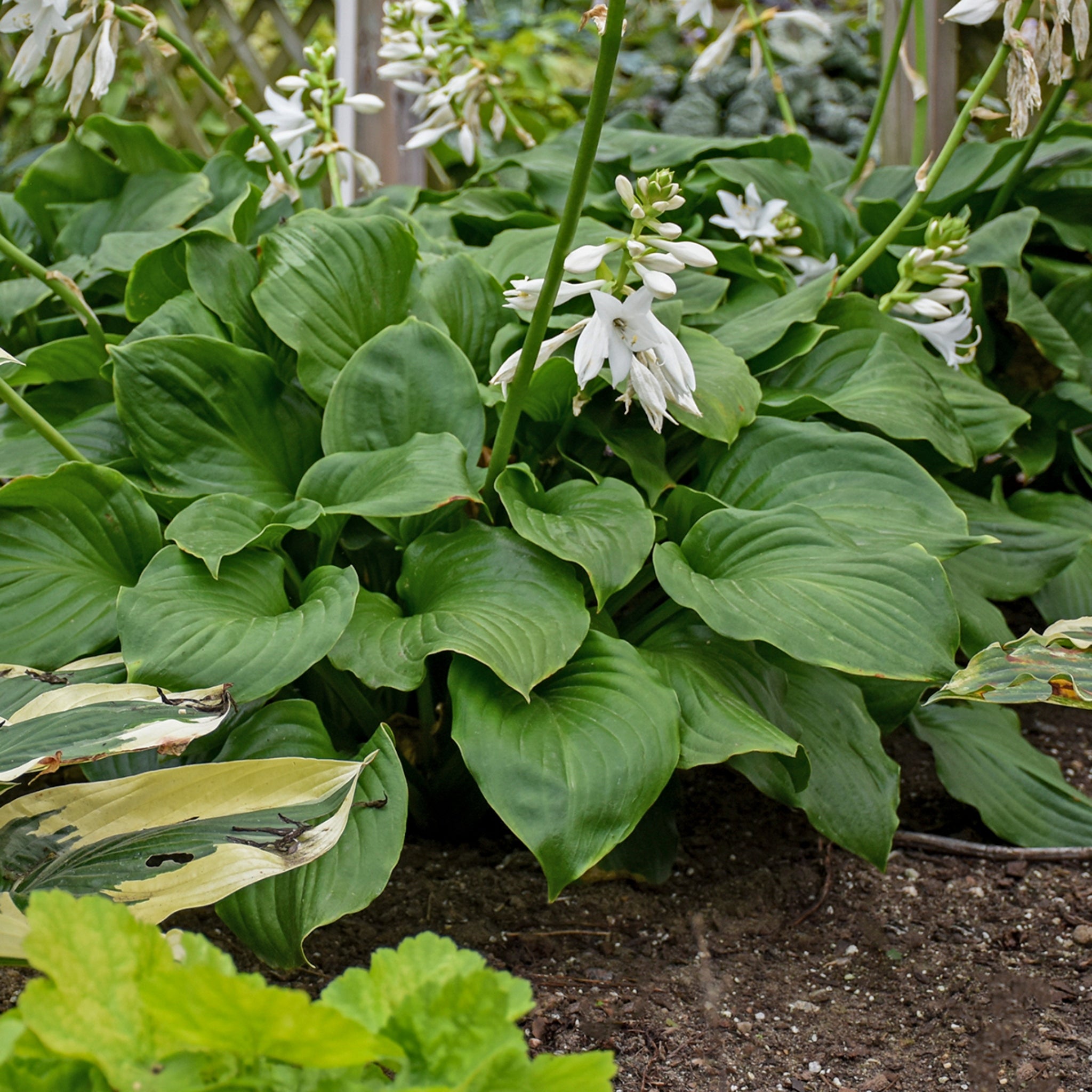 Royal Crest Hosta PP32067 – NH Hostas