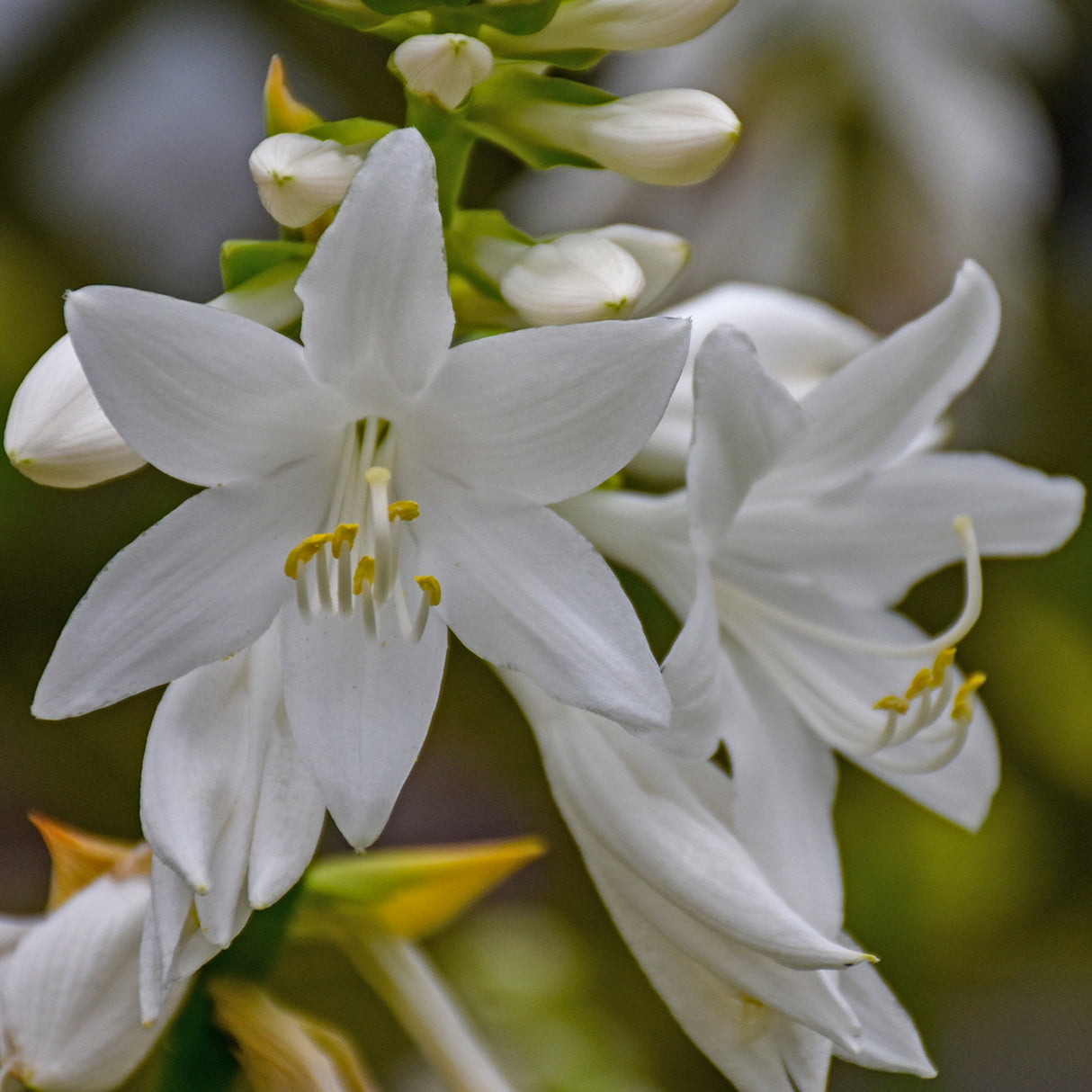 Royal Crest Hosta PP32067