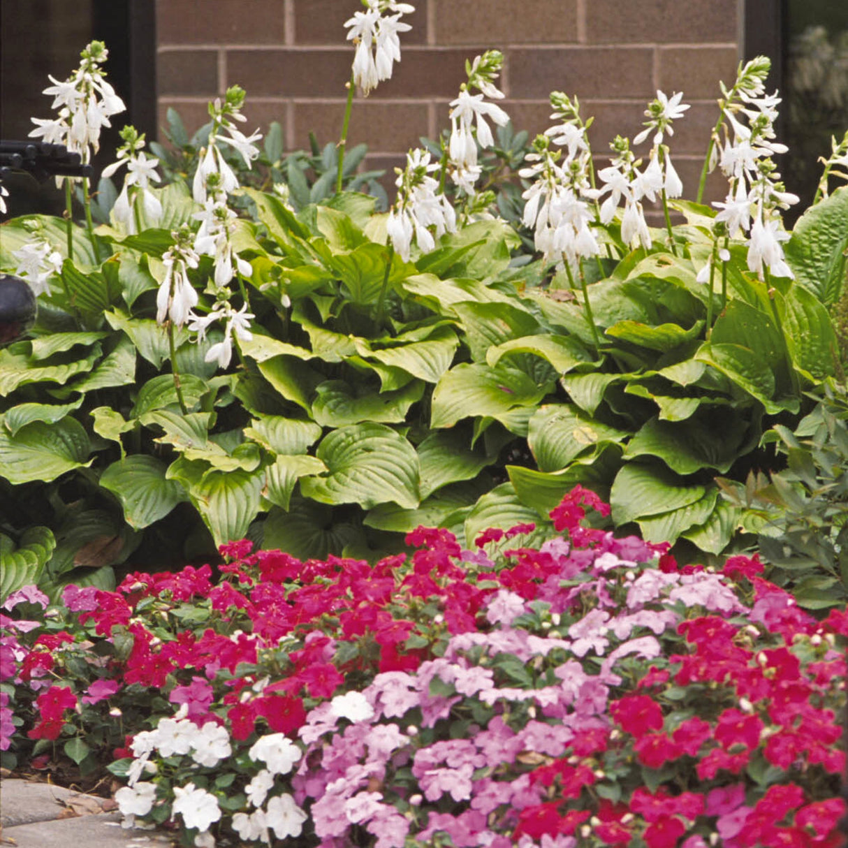 Royal Standard Hosta