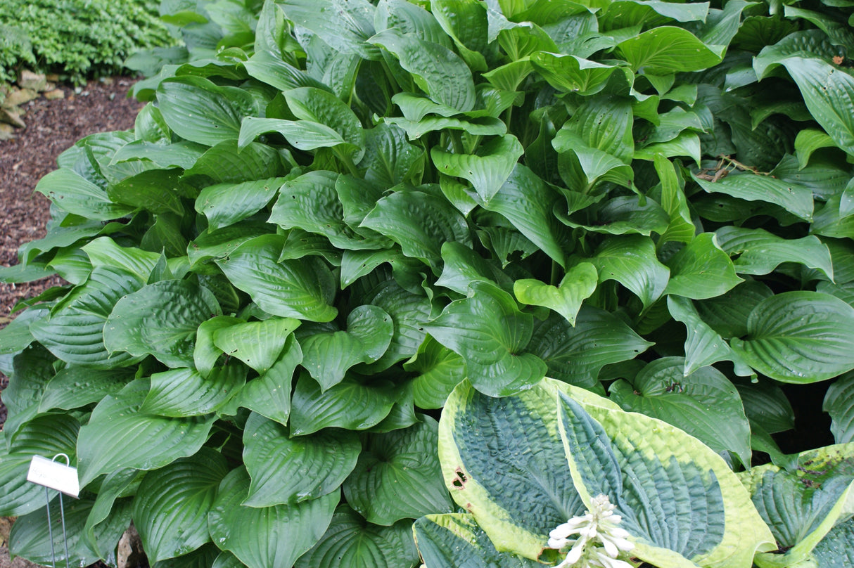 Royal Standard Hosta